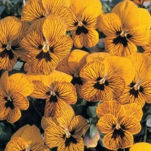 Виола Вильямса F1 Глаз Тигра