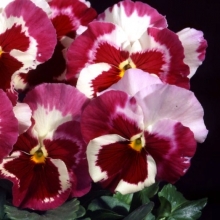 Виола Зимняя вишня F1