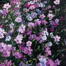 Вискария Нимфа (глазковая)