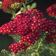 Тысячелистник Вишнёвый принц