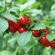 Вишня Дивная войлочная