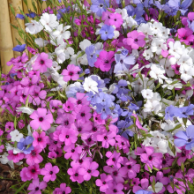 Вискария Разноцветное сияние смесь