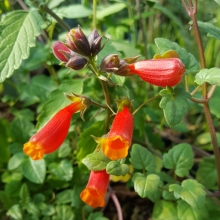 Вислоплодник Треско-Гибриден