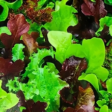 Бэби салат Витаминное ассорти смесь