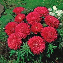 Астра Внученька Алёнка