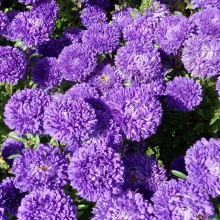 Астра Внученька Дашуля