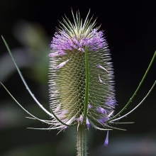 Ворсянка Махровая шишка (посевная)