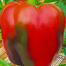 Перец Вождь Краснокожих