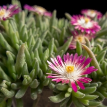 Делосперма Звездочет