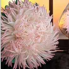 Астра Хамелеон селект Пинк Фрост