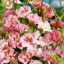 Годеция Гофре смесь