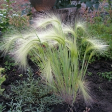 Ячмень гривастый Серебряный локон