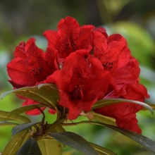 Рододендрон Великолепный японский (большой пакет)