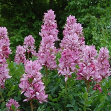 Ясенец Фраксинелла