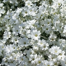 Ясколка Биберштейна