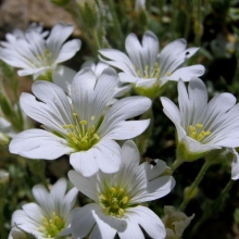 Ясколка Снежный иней