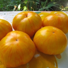 Томат Желтое сияние (Yellow Radiance)