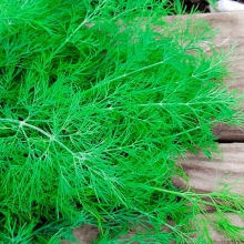 Укроп Малахит