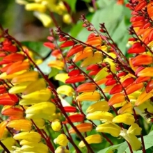 Вьюнок Экзотическая лиана звездчатый