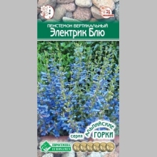 Пенстемон Электрик блю вертикальный