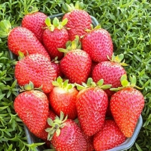 Земляника Монако