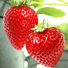 Земляника Радость Дачника F1 крупноплодная ремонтантная