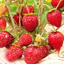 Земляника Руяна (Драже) ремонтантная