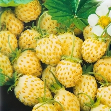 Земляника Золотинка