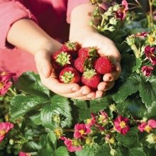 Земляника Тоскана F1