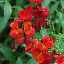 Желтушник (Лакфиоль) Черри