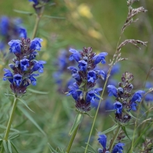 Змееголовник Воздушный змей (Харкевича)