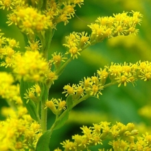 Золотарник Золотой улей канадский (солидаго)