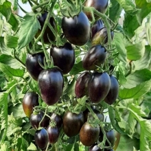 Томат Звездопад в Августе