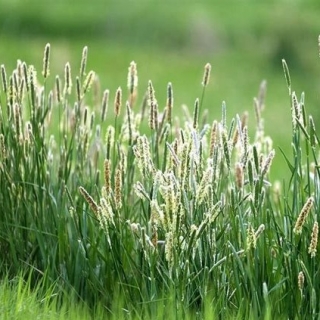 Тимофеевка Утро (большой пакет)