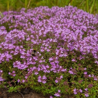 Тимьян Богородская трава