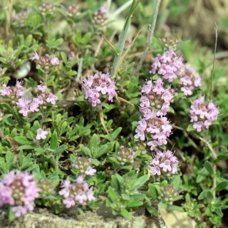 Тимьян Душистая кочка