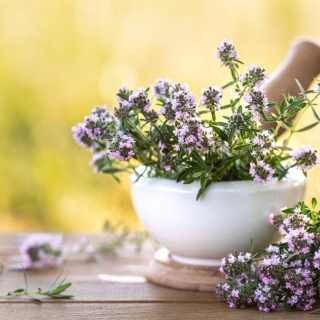 Тимьян Медовый спас (чабрец)