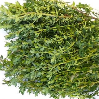 Тимьян Тарзан