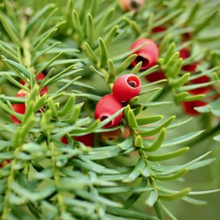 Тис Ягодный (большой пакет)