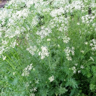 Тмин Восточный аромат (овощной)