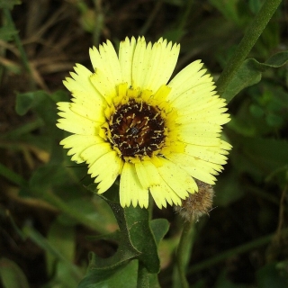 Тольпис Барбус