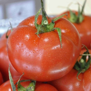 Томат Аламина F1