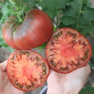 Томат Амазонка Шоколадная