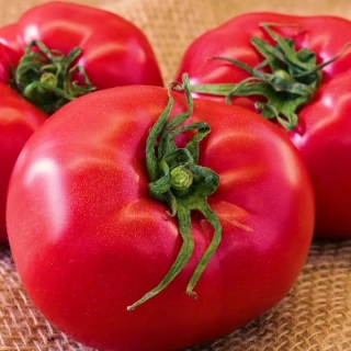 Томат Бакинский великан