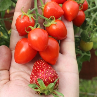 Томат Балконные сердечки F1