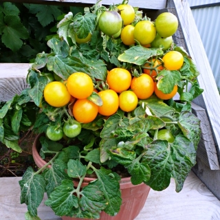 Томат Балконный Желтый F1