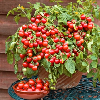 Томат Балконный Красный F1