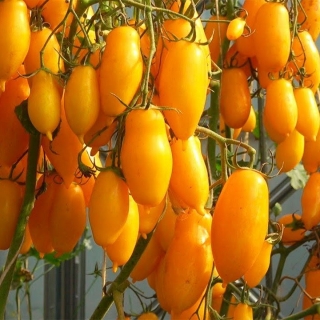 Томат Банановые ноги