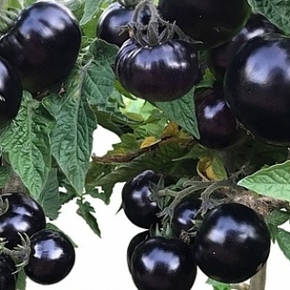 Томат Блэк Бой