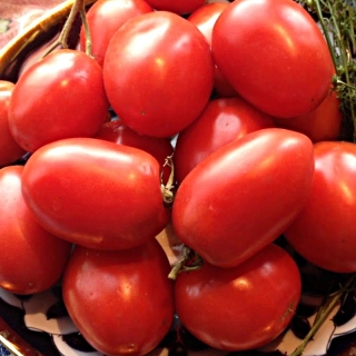 Томат Боец (Буян)